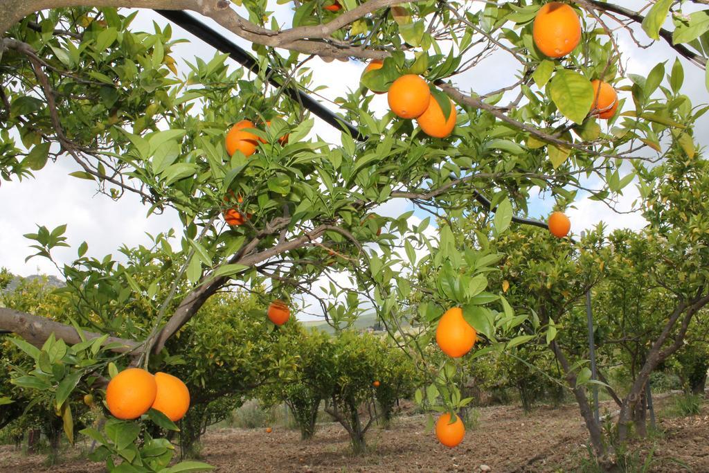 Tenuta Lanza Il Mulino Acquaviva Platani Exteriör bild