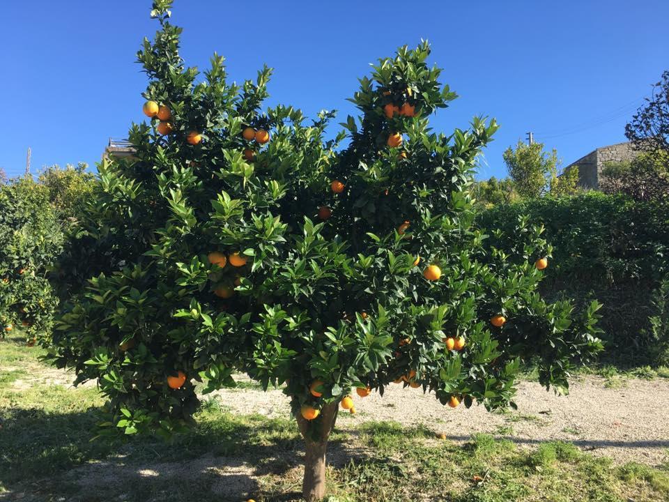 Tenuta Lanza Il Mulino Acquaviva Platani Exteriör bild
